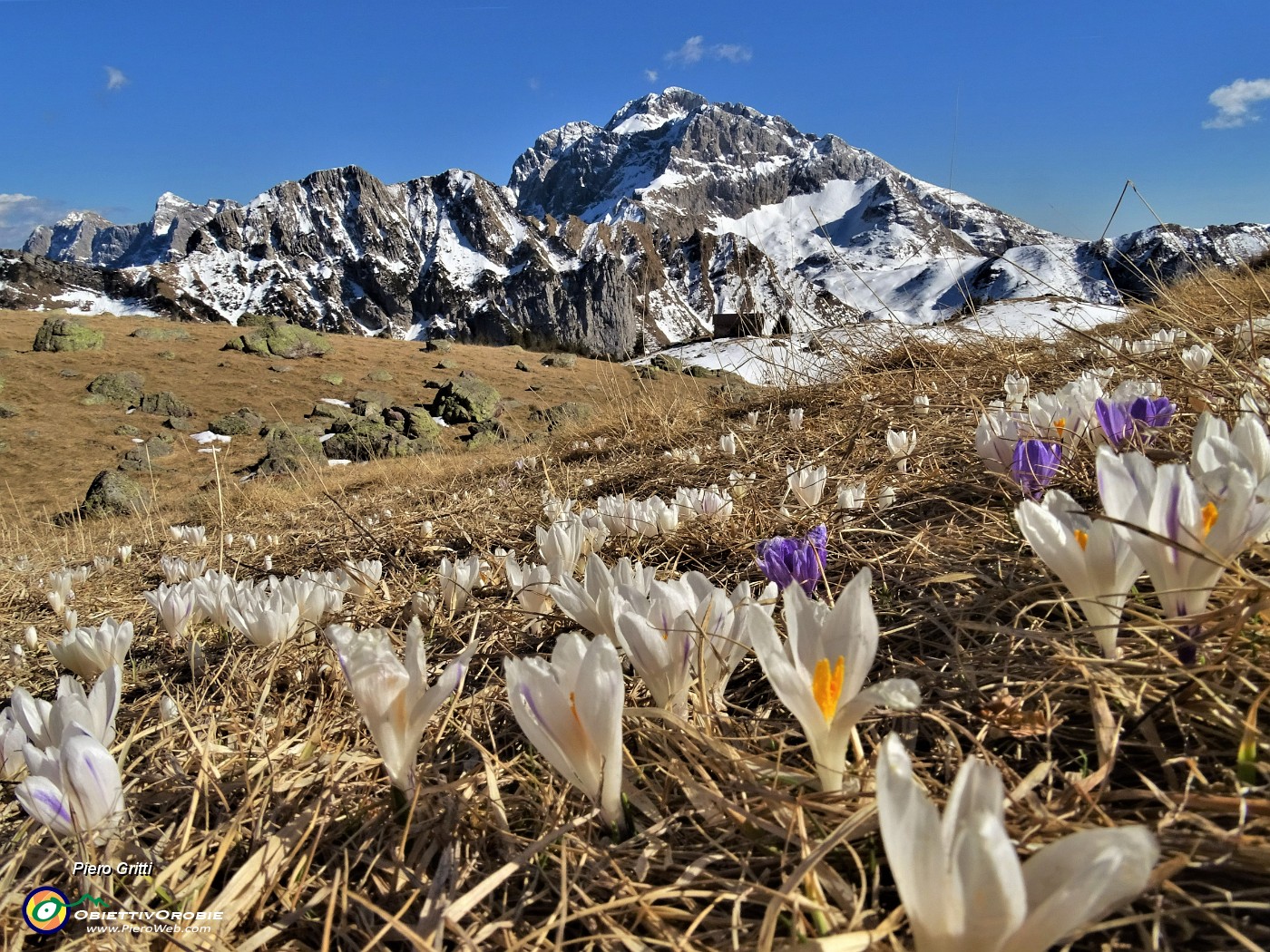 06 Fioritura di Crocua vernus al Monte Campo con bella vista in Arera.JPG